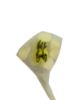 Picture of 6 x Baby Shower Gold Confetti Balloon Hello Baby balloons Baby Shower Balloons