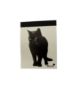 Picture of Silvine mini Black Cat  Notepad NEW